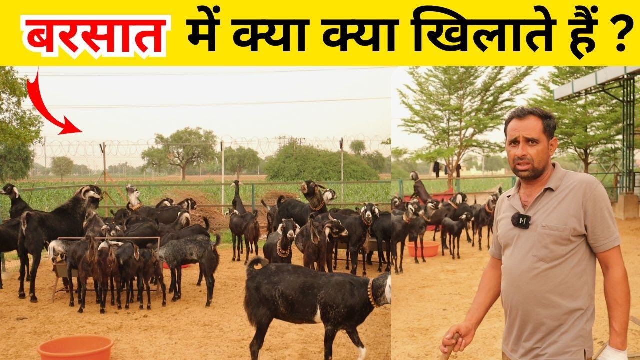 बरसात के मौसम में बकरियों को क्या क्या खिलाते हैं ?What should goats feed during the rainy season?