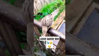 UDAH BESAR MASIH MAU MAKAN DI SUAPIN BURUNG CUCAK KORENG NYA 🐦#shorts #subscribe #short