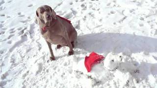 Sniffy The Snowman Vs Super Britney The Funny Talking Weimaraner