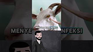 "TANDUK KAMBING MENUSUK MATANYA SENDIRI"😱 #faktaunik #faktahewan#belajarbinatangbahasaindonesia