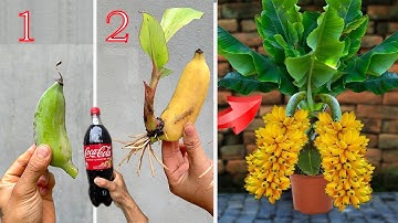 Summary of 4 extremely simple and super effective methods of propagating banana plants at home