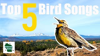 Top 5 Most Beautiful Bird Songs of North America