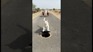 #shortsfeed #shorts #newsong #trending #top #today #new #youtubeshorts #news #shortsviral