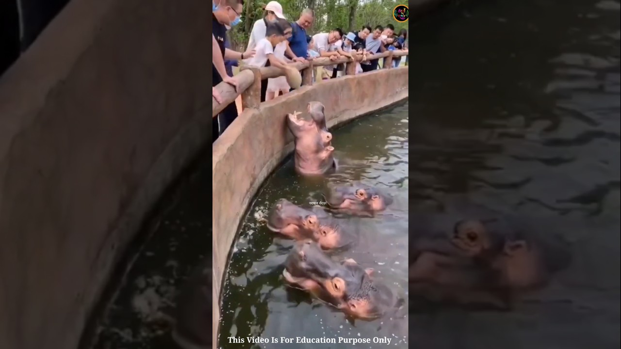 জলহস্তীর বাচ্চা কেন পানিকে দেখে ভয় পায় 