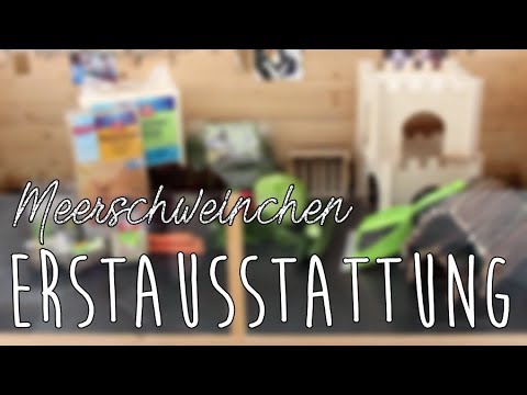 Video: Alles, was Sie brauchen, um ein Meerschweinchen zu pflegen - Eine neue Bedienungsanleitung