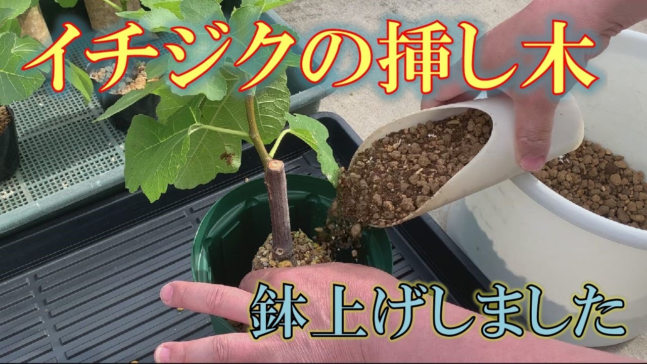 イチジクの挿し木苗セット 6種類 イチジクの挿し木苗セット 6種類 楽天市場】イチジク 挿し木の通販