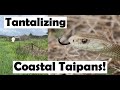 Herping for the tantalising Taipan!