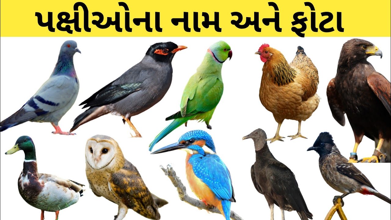 20 birds name in gujarati, पक्षियों ना नाम गुजराती मा, birds name