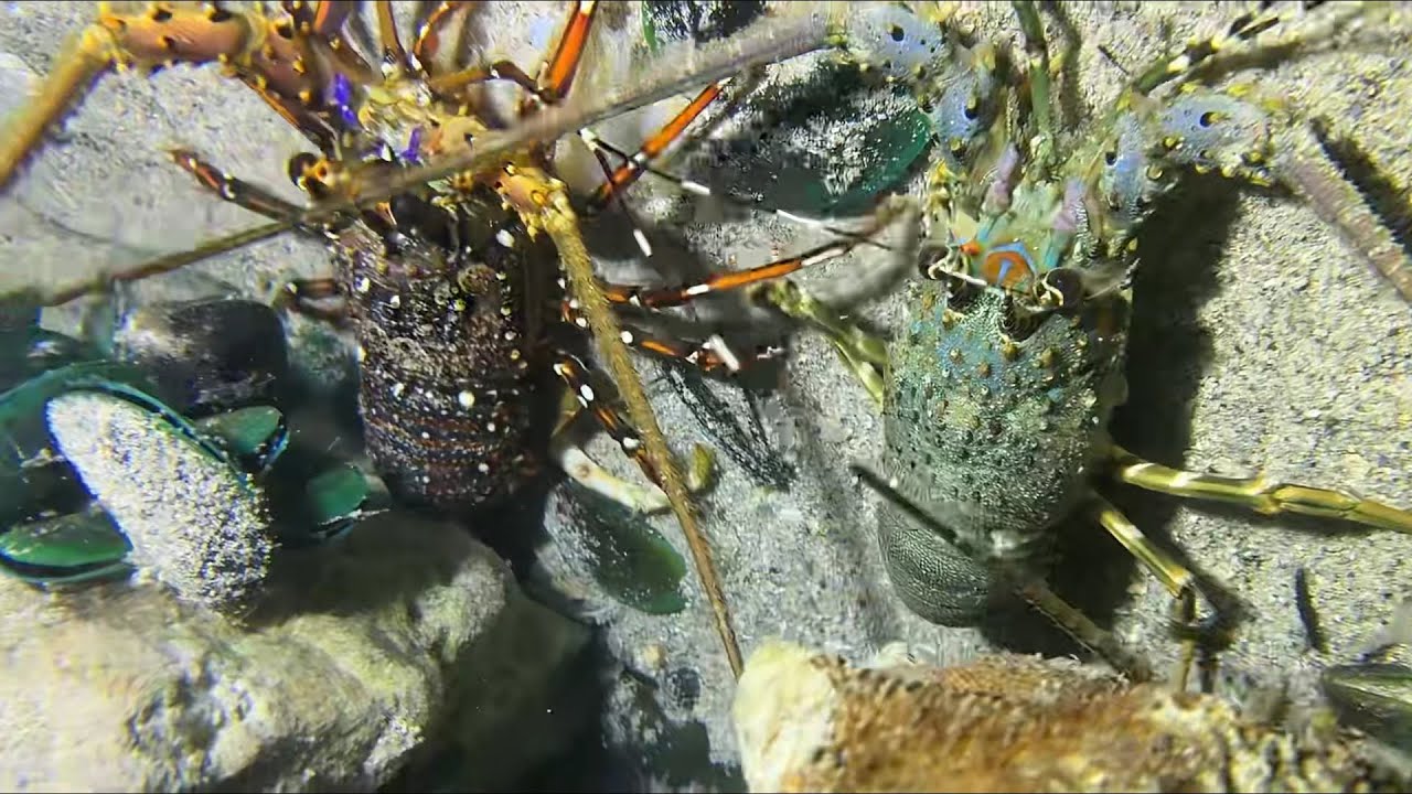 Diving under the sea to catch eels, crabs and sea cucumbers | Part 167-2