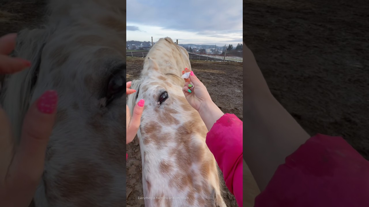 This Horse Understands Human Language 😳 