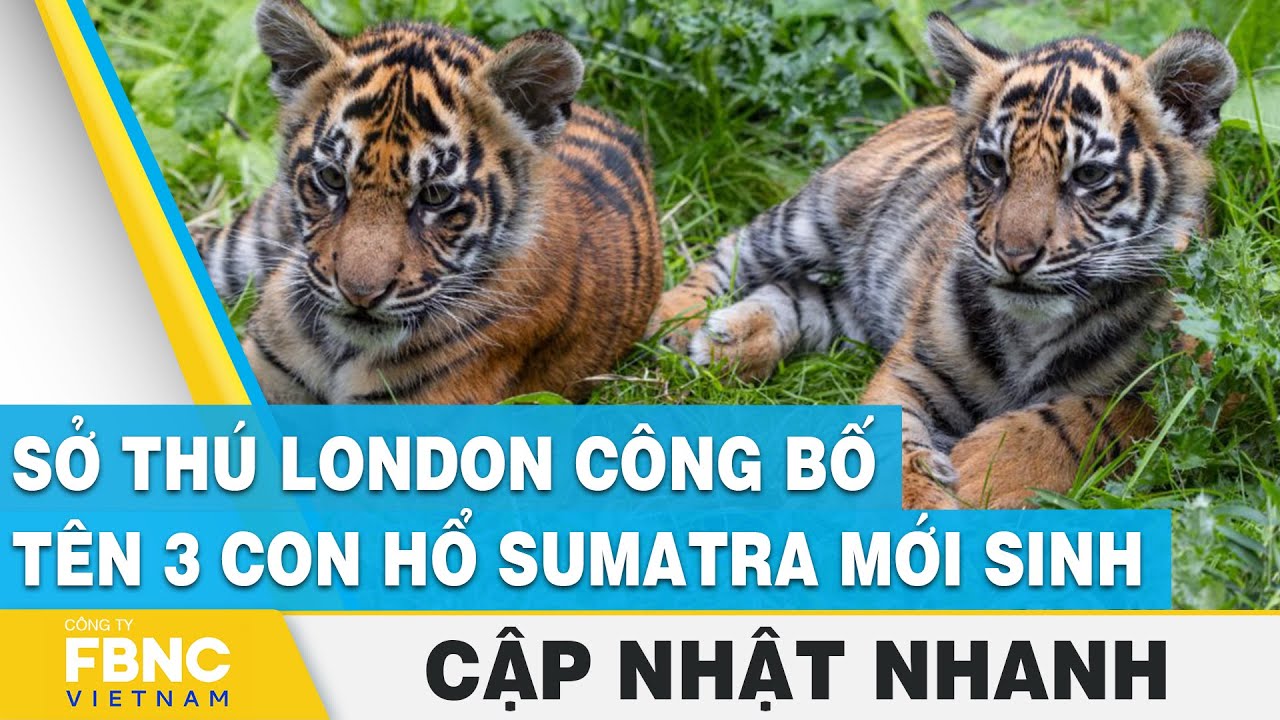 Sở thú London công bố tên 3 con hổ Sumatra mới sinh | FBNC - YouTube