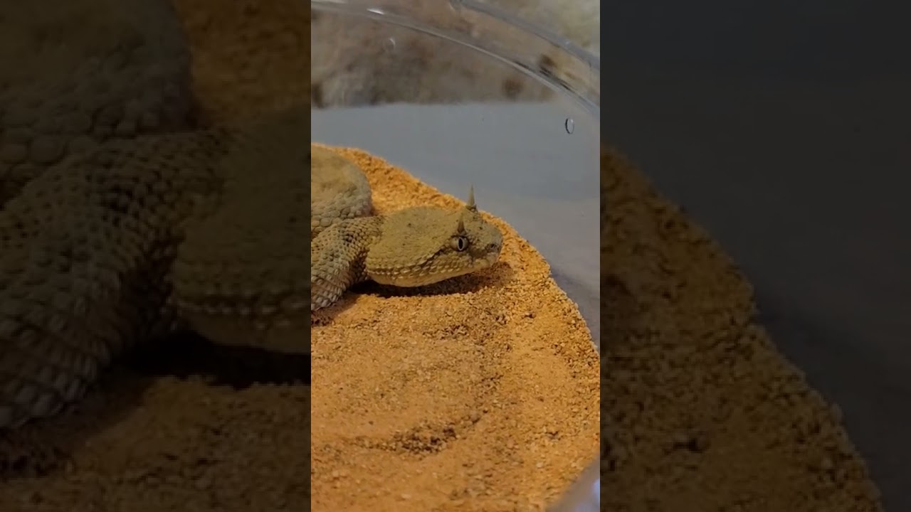 Saharan horned viper looks amazing! 