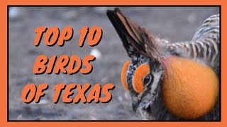 Top 10 Birds of Texas