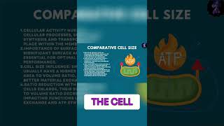 Cellular Processes: ATP Production &amp; Surface Area Explained