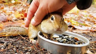 멀리서 날 알아보고 소리내며 달려오는 다람쥐 달이 Chipmunk Darly Recognizes Me, Runs To Me Screaming