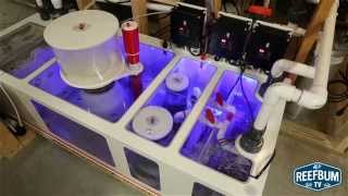 Video Review of Royal Exclusiv Dreambox Sump