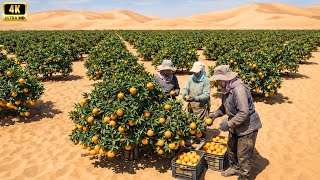 shock  They’ve Grown Oranges in the Desert – The Results Have Surprised the Whole World
