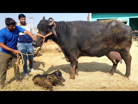 , Super Murrah- 22.400Kg Milk in 2nd Lactation.@Rohtak.