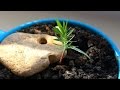 Как вырастить сосну бонсай из семян. Видео№1