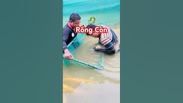 @bigfishvietnam 🐟 Tận mắt xem lấy Cá Rồng con khỏi miệng cá mẹ ngậm trứng! #carong #arowana #fish