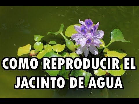 Video: ¿El jacinto de agua oxigena el agua?