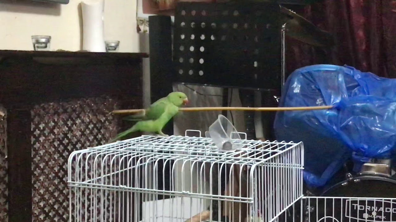 Got em peanut seed 🦜