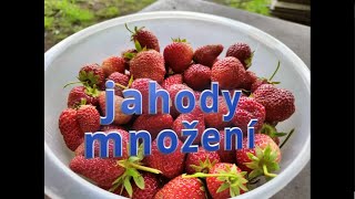 jahody množení