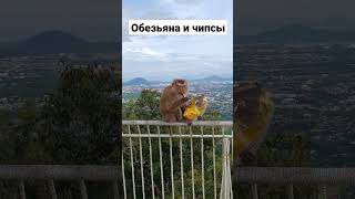 обезьяна у Биг Будды ест чипсы