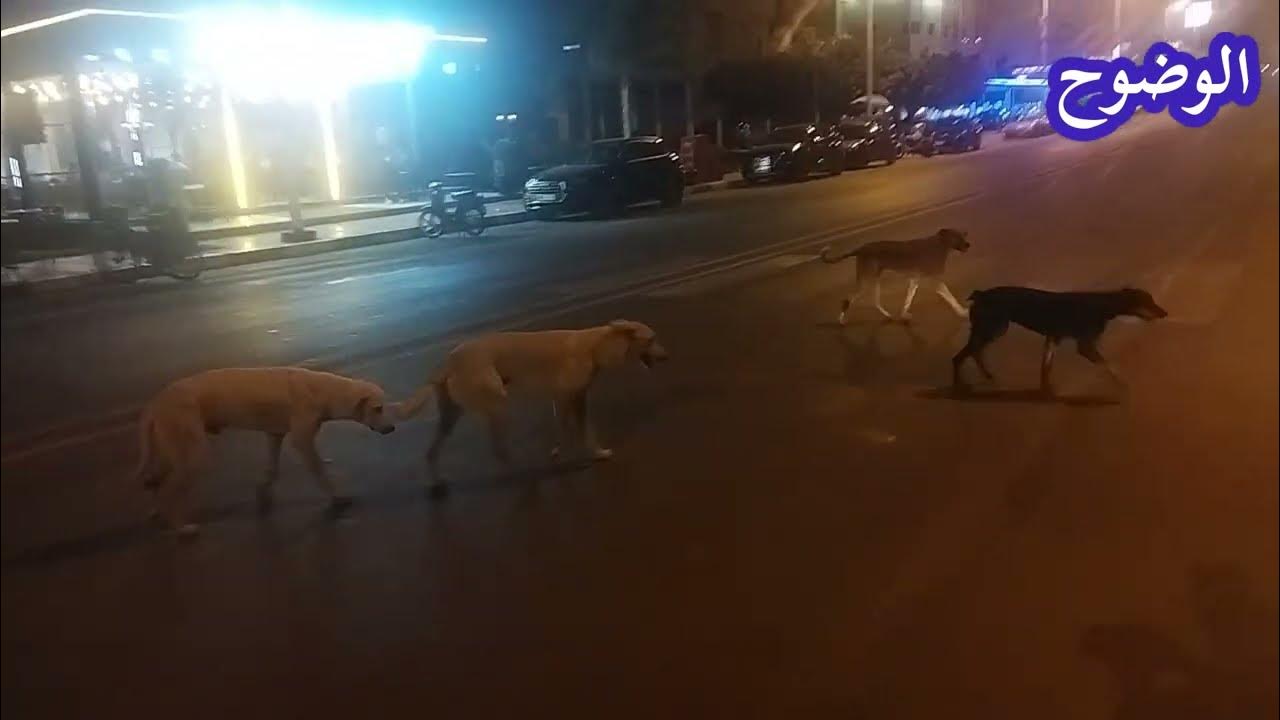مثير كلاب ضالة تغزو مدينة زايو و تهدد سلامة المارة Youtube