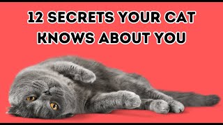 12 Secrets Your Cat Knows About You Wealth