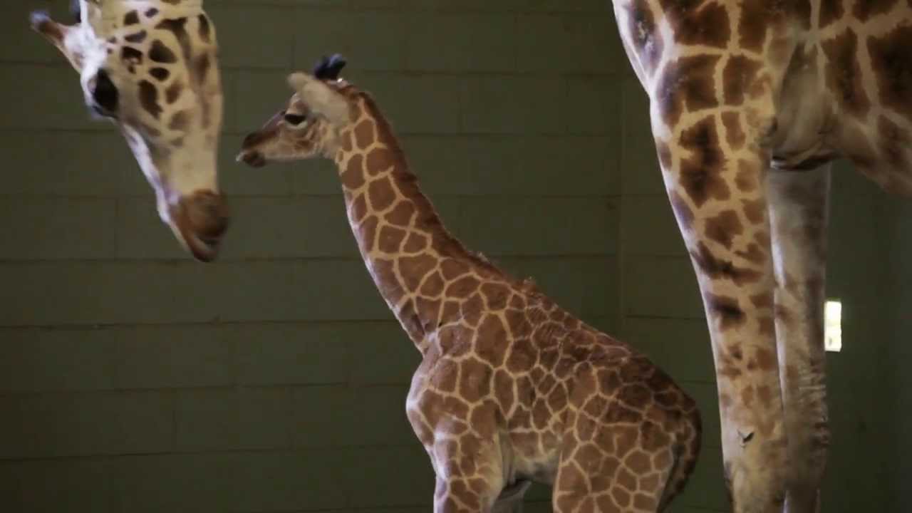 Incredible Footage Of Giraffe Birth At Australia Zoo Youtube