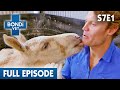 Frail orphan foal will die without a new mum   bondi vet season 7 ep 1  bondi vet full episodes