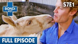 Frail Orphan Foal Will Die Without a New Mum  | Bondi Vet Season 7 Ep 1 | Bondi Vet Full Episodes