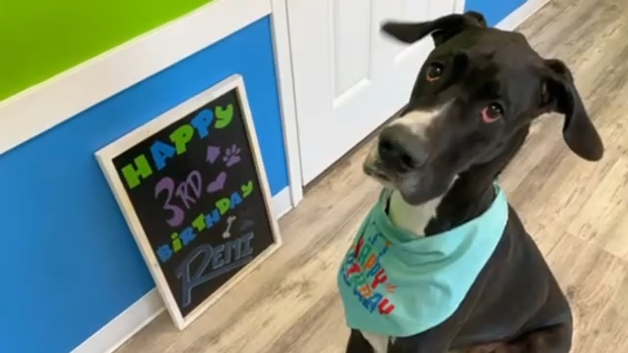 This Great Dane's 3rd Birthday Will Melt Your Heart