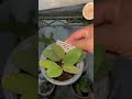 Así empiezo mis esquejes