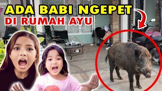 Di Rumah Ayu Ada  Babi Ngepet