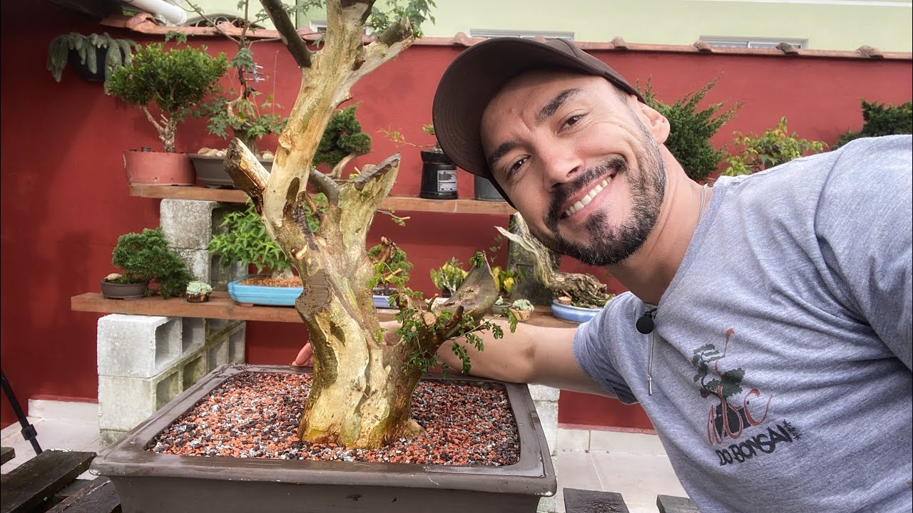 NOVO BONSAI DE PITHECOLOBIUM COLEÇÃO ABC DO BONSAI YouTube