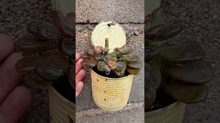 #bomdia #viral #plantas #suculentas #suportedeplantas #suculentasecacto #suculentaspendentes