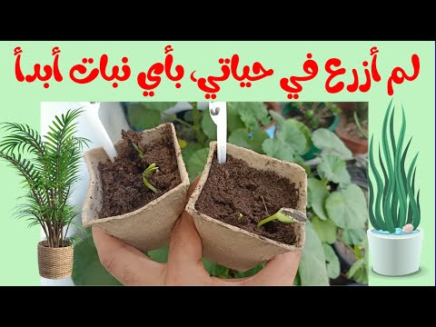 فيديو: أي نبات ينمو الأسرع