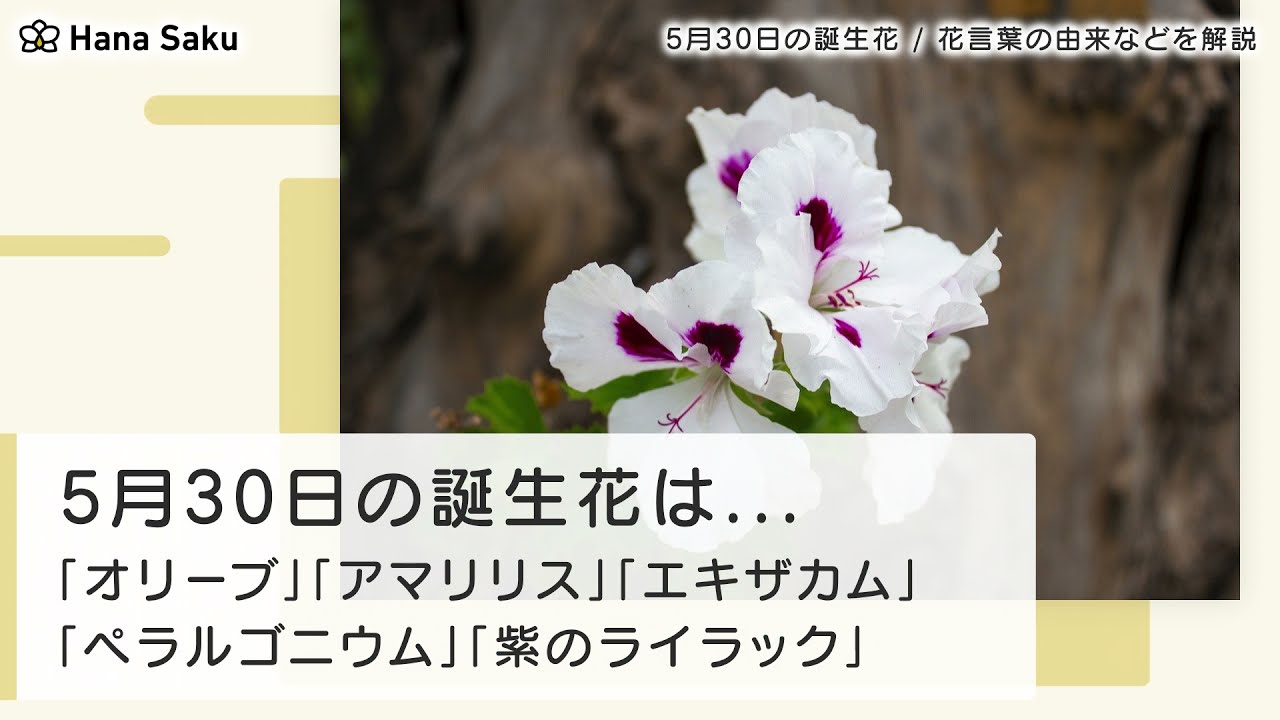 5月30日の誕生花 花言葉の由来 誕生日の有名人 何の日かも解説 Hanasaku