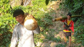 Mus txiav kav tsawb los pub qaib pub npua