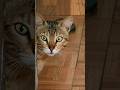 Curious eyes, silent vibes 🐾 #cat #catlove #kitty #pet #animal #shorts