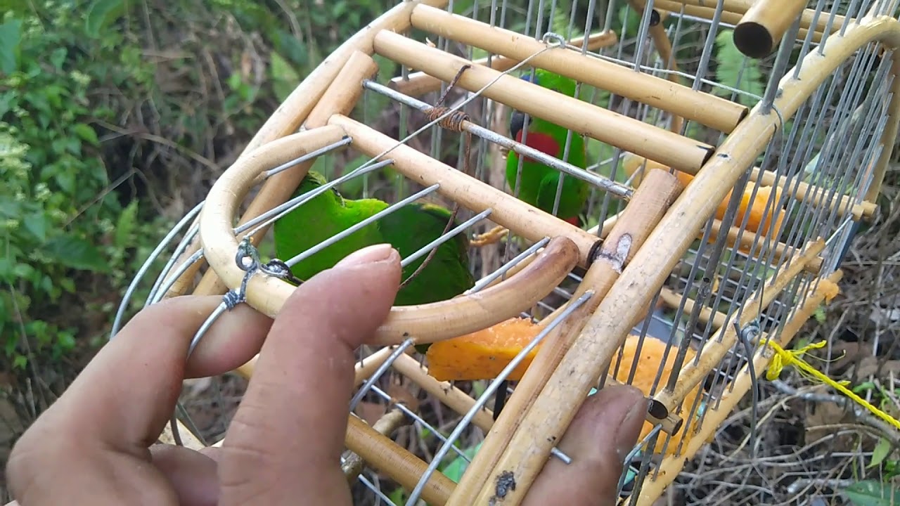 Layan jebak serindit di hari minggu, Dapat 2 Rintik!!! Port belakang rumah