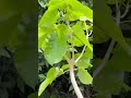 下葉が無くて悩んでる人必見!