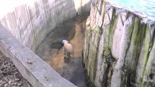 アイラちゃんそれ持って上がって来て~Polar Bears are playing