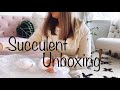 Succulent Unboxing and Potting Up, Succulent Potting Mix Soil with my own Recipe and Suggestions.