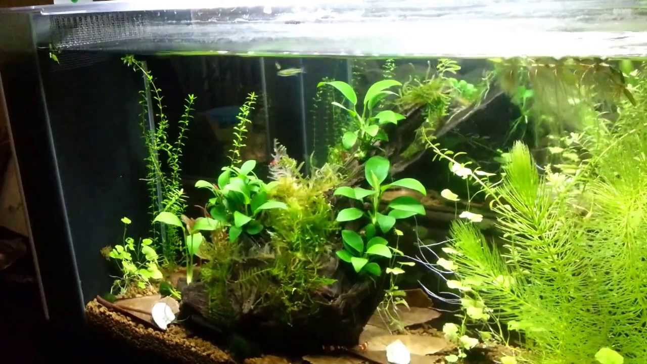 fluval shrimp tank