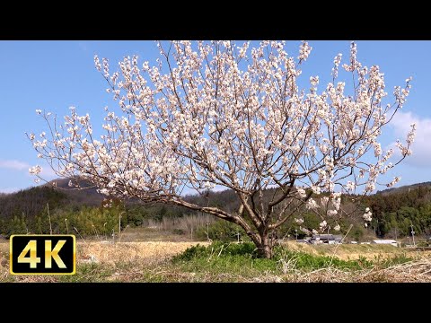 4K 田舎の小さな桜の木と自然音でリラックスする2時間10分