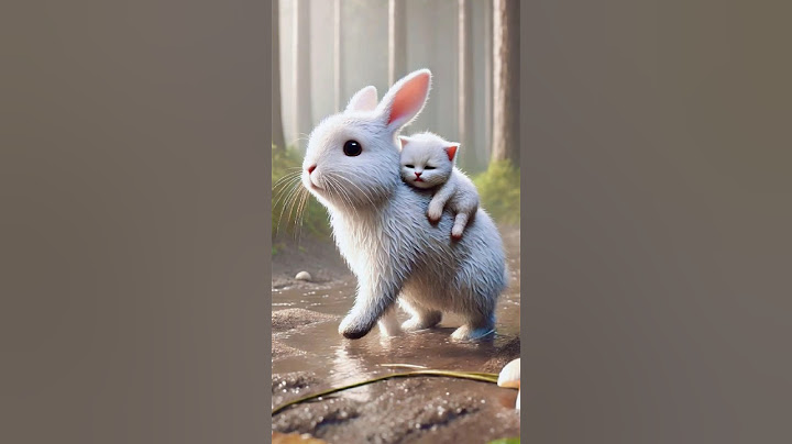 A rabbit saves a kitten that was separated from its mother🐰 #RabbitRescue #CuteAnimals #AnimalRescue