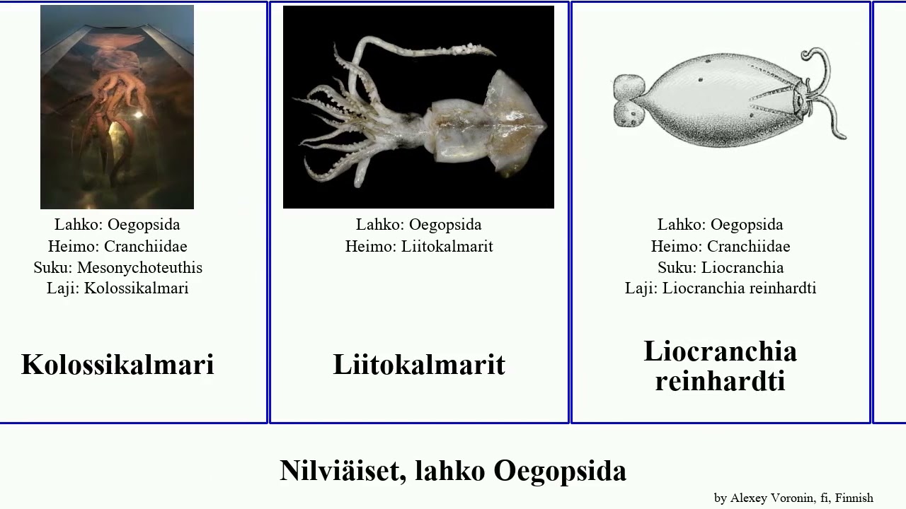 Nilviäiset, lahko Oegopsida pan josh mollusca gigas pacificus Mastigoteuthis Ommastrephes Guitar
